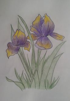 рисунок