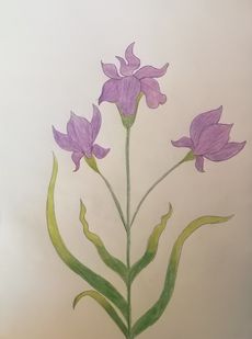 рисунок